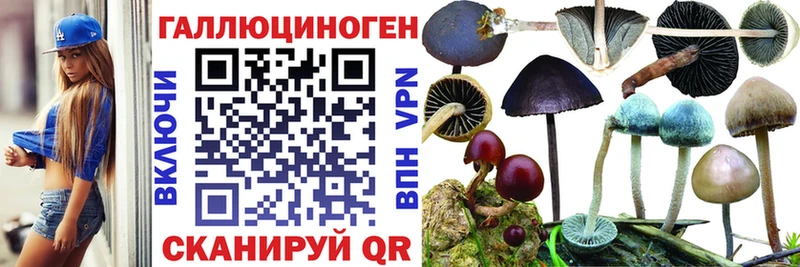 где продают наркотики  Алейск  Псилоцибиновые грибы Psilocybe 